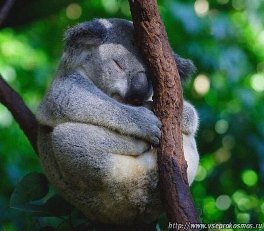 Знакомство с коалой
