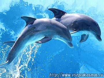 Взаимоотношения дельфинов