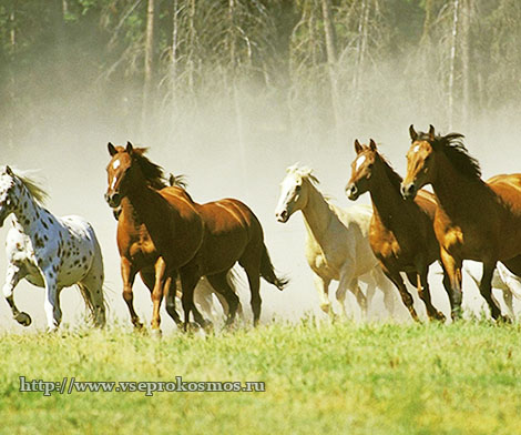 Лошади на бегу