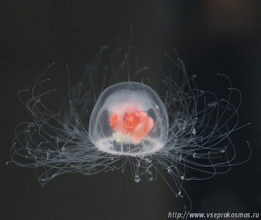 Медуза вида Turritopsis nutricula