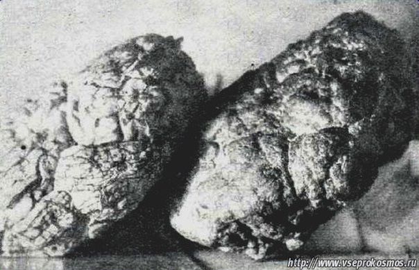 Каменный мозг из палеозоя