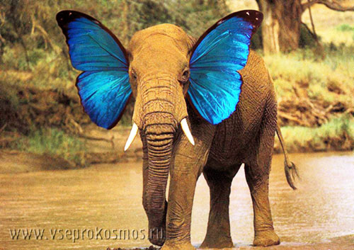 Слоны, они как... бабочки