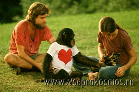 Беатрис и Аллен Гарден с шимпанзе Уошо